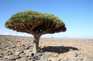 Drachenbaum (Dracaena draco) auf den Kanarischen Inseln 